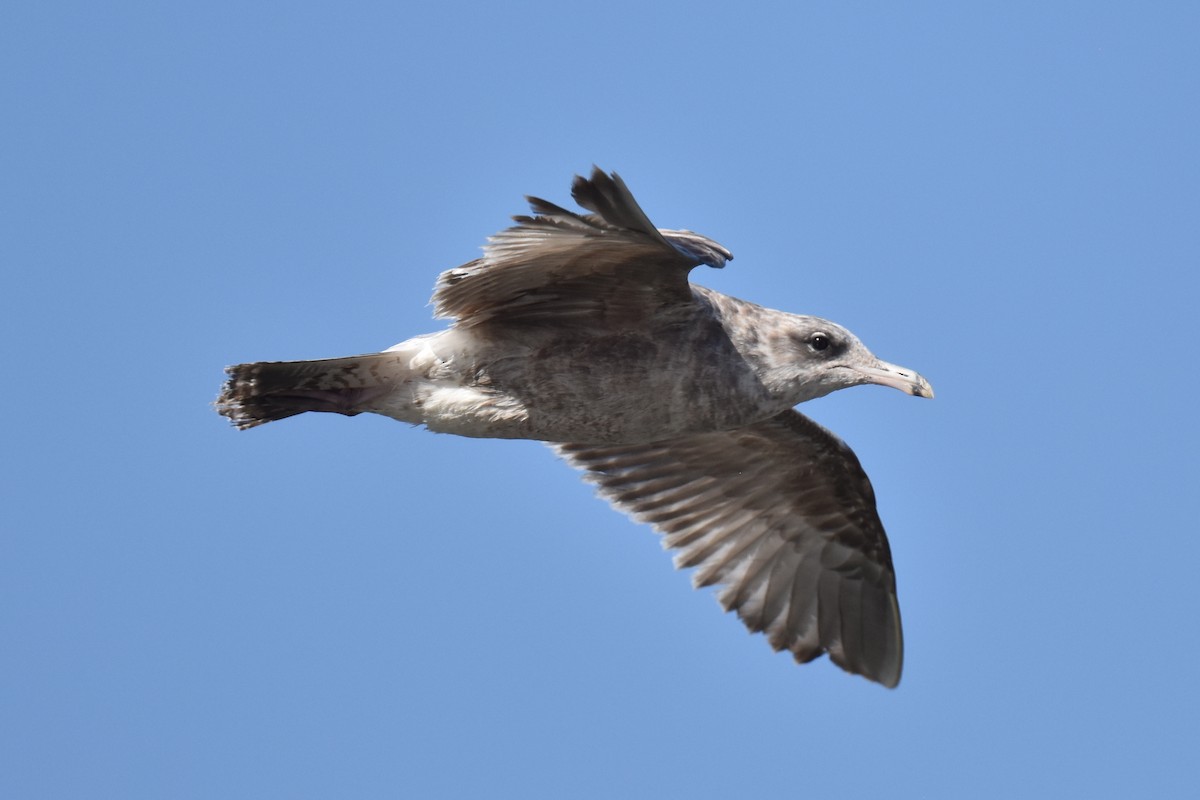 California Gull - ML617224651