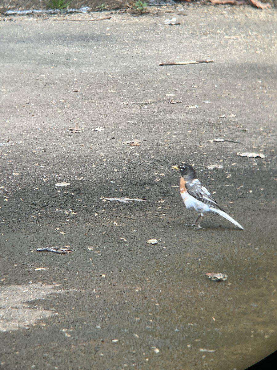 American Robin - ML617224652