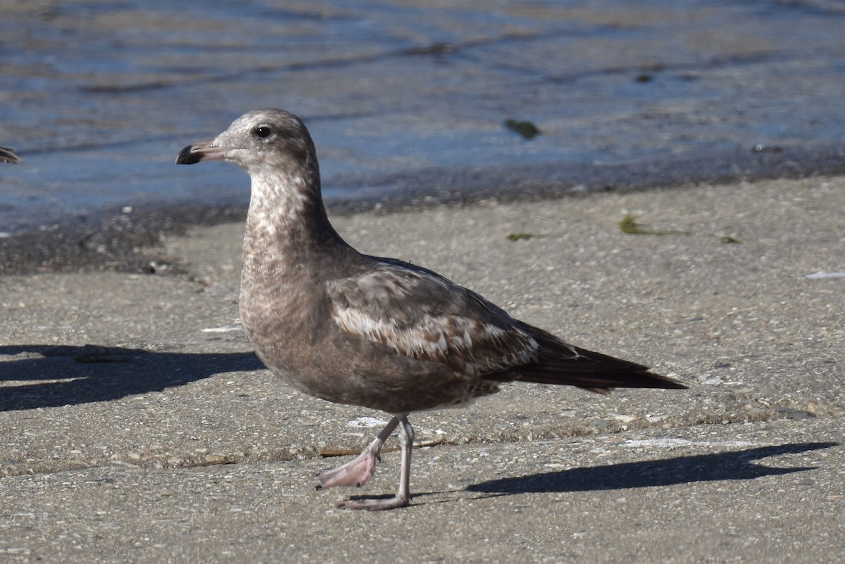 California Gull - ML617224674