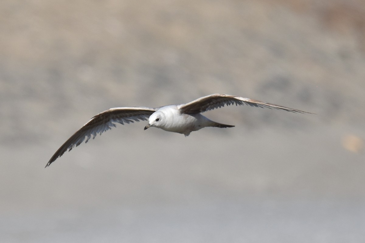 Short-billed Gull - ML617224680