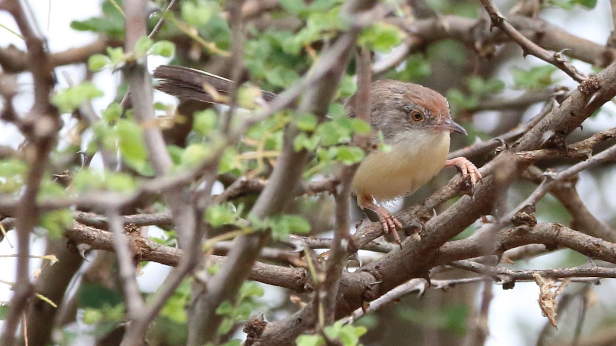 Red-fronted Prinia - ML617224682