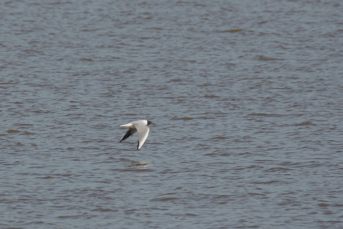 Mouette rieuse - ML617224689