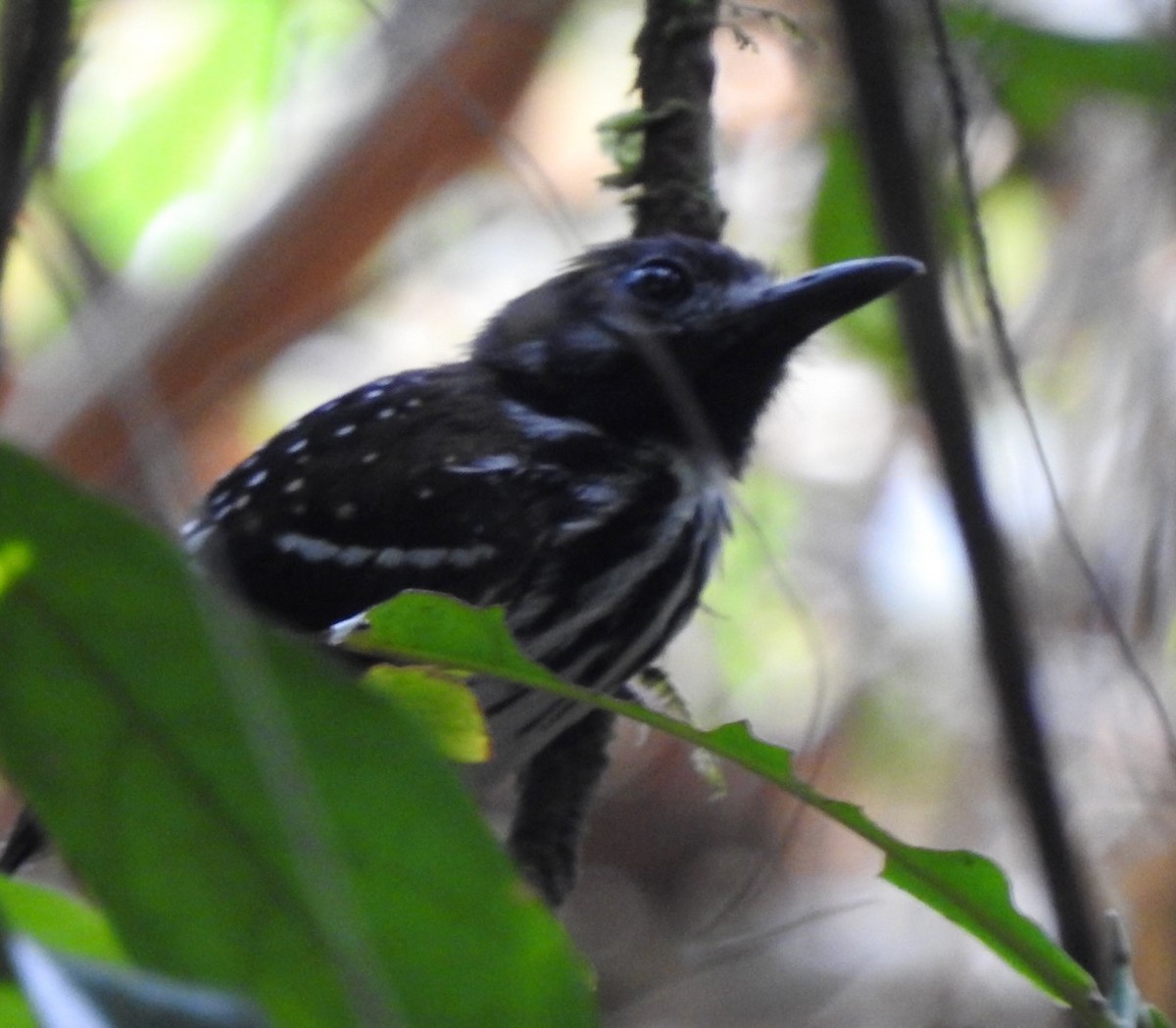 Dot-backed Antbird - David McConnell