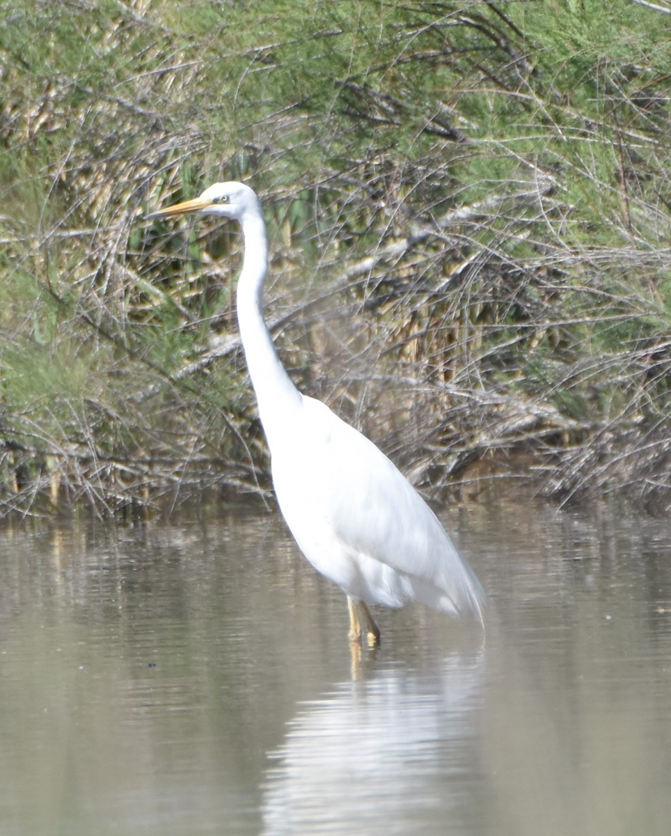 Great Egret - ML617224779