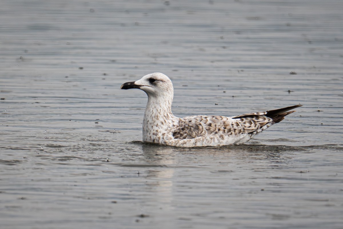 Gaviota Patiamarilla - ML617224792