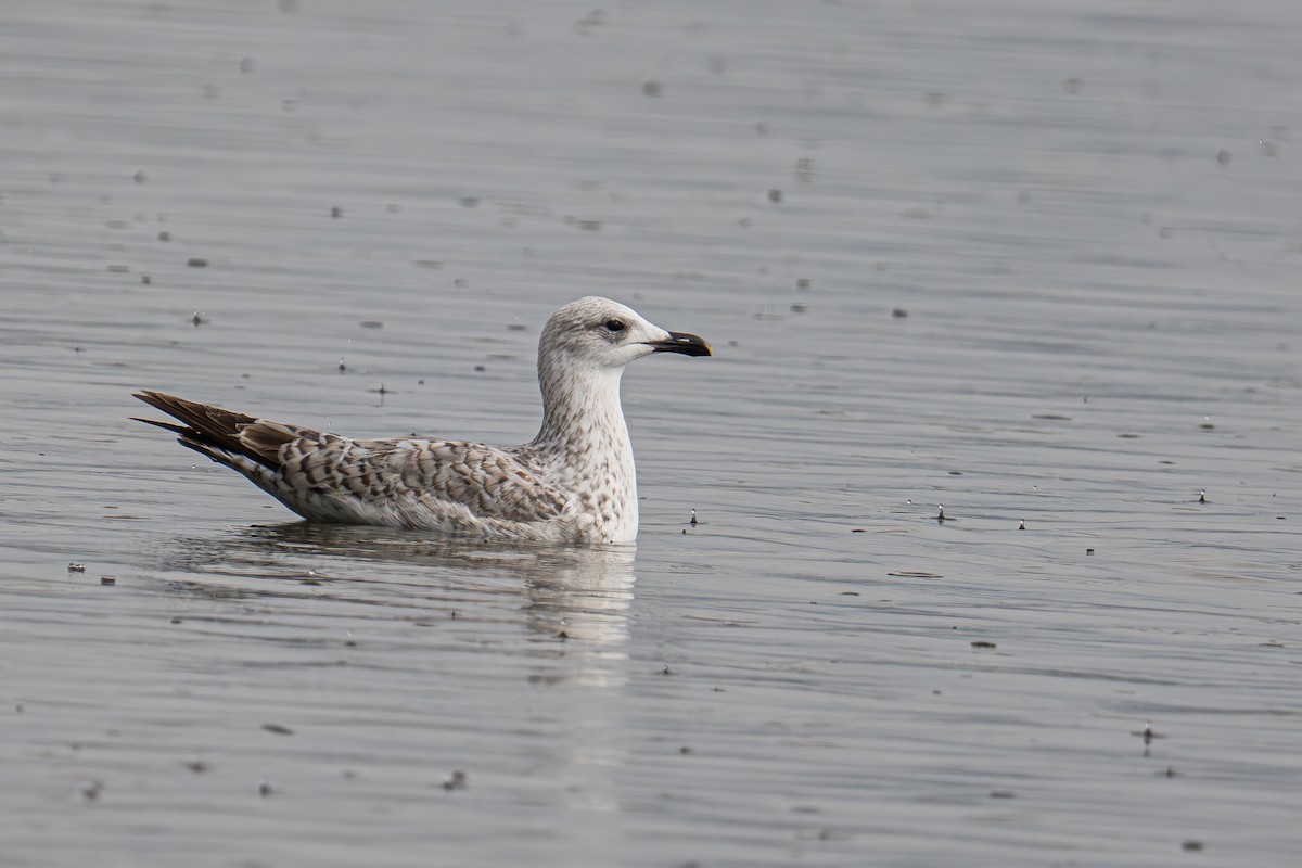 Gaviota Patiamarilla - ML617224793