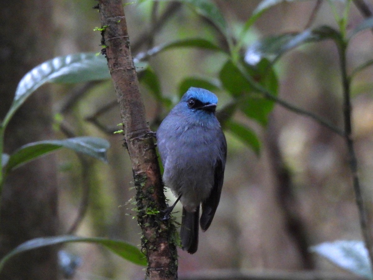 Dull-blue Flycatcher - Inuka Abayaratna