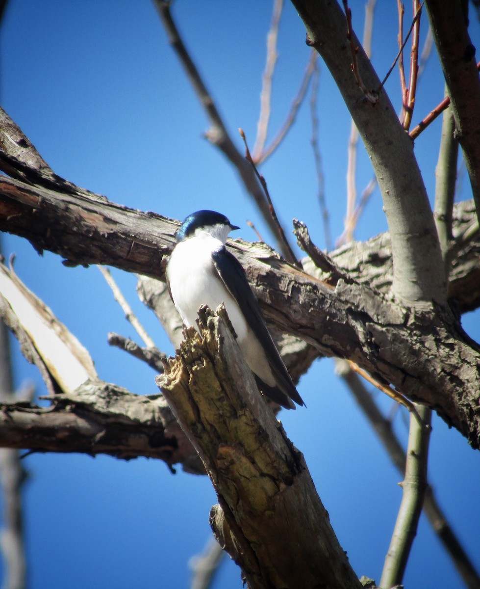 Tree Swallow - emily gorda