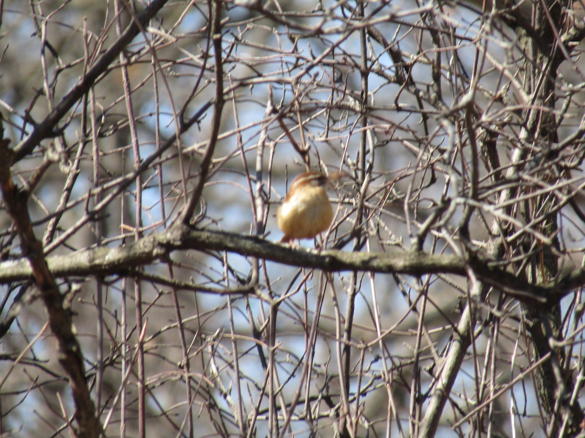 Carolina Wren - emily gorda