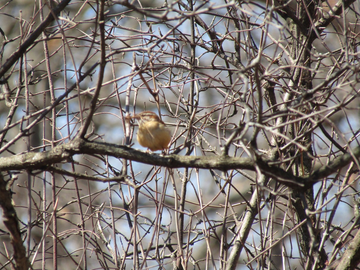 Carolina Wren - emily gorda