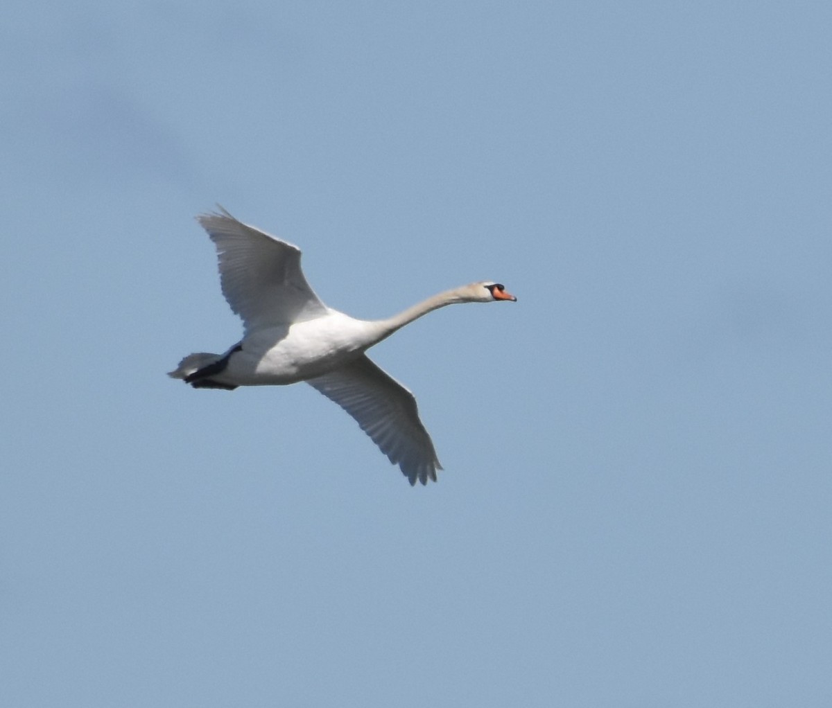 Mute Swan - ML617224855