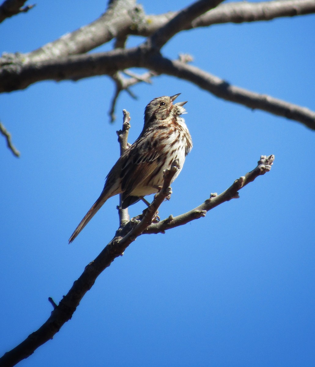 Song Sparrow - emily gorda