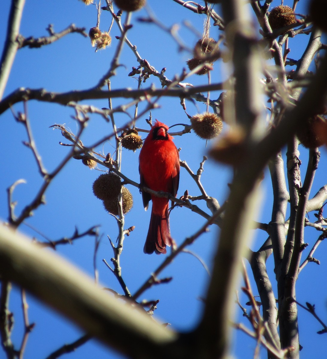 Northern Cardinal - emily gorda