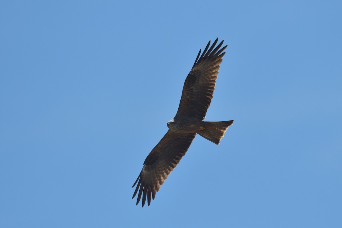 Black Kite - ML617224923