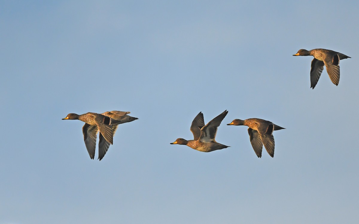 Yellow-billed Teal (flavirostris) - ML617224963