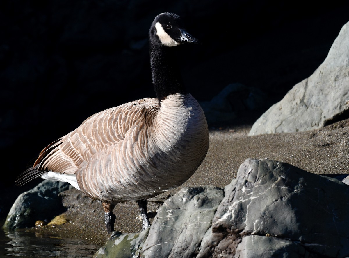 Canada Goose - ML617224991