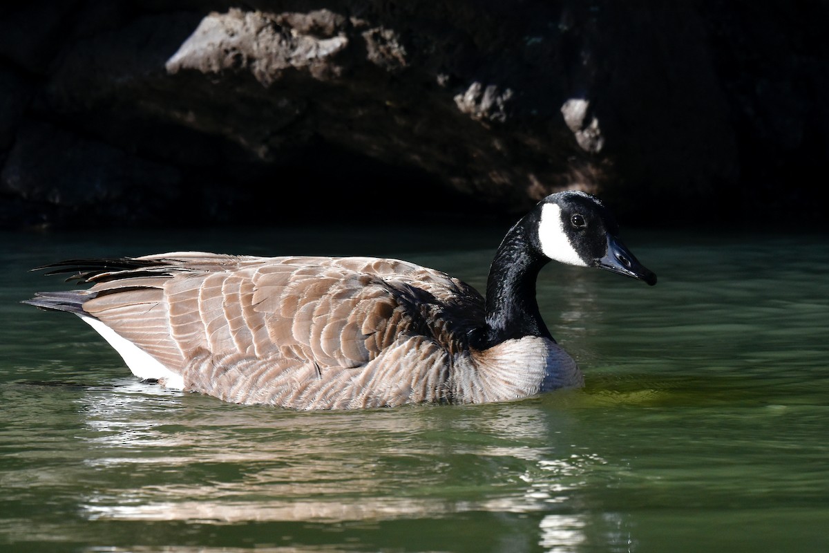 Canada Goose - ML617224992