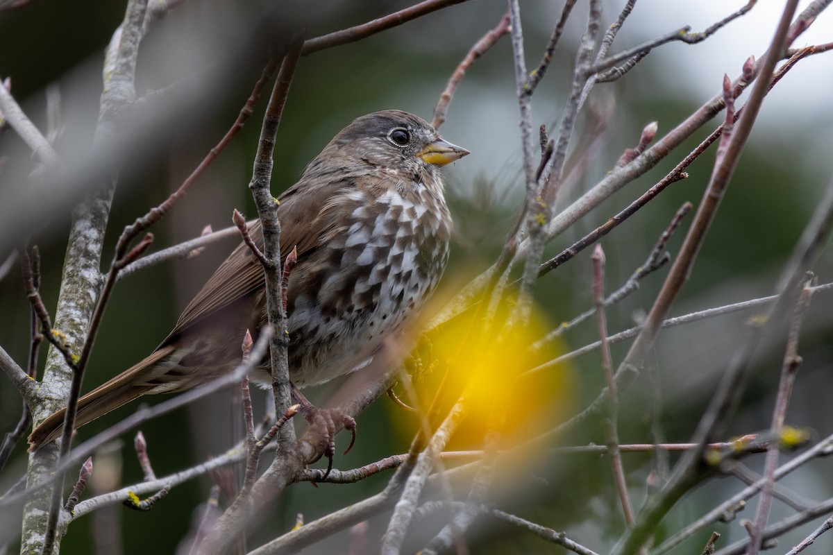 Fox Sparrow - ML617225001