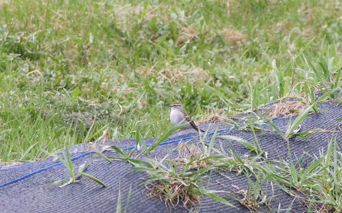 Chipping Sparrow - ML617225084
