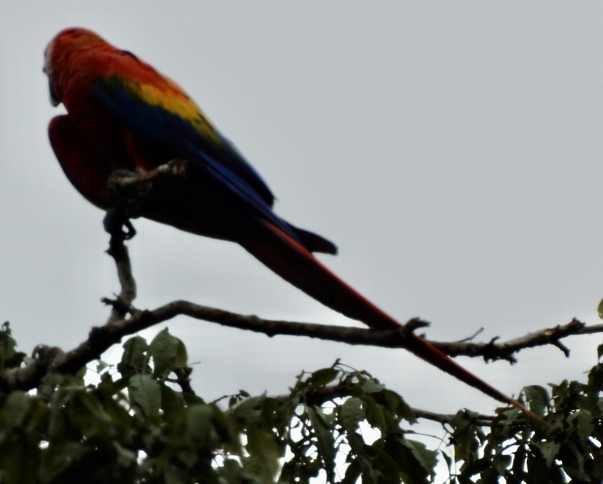 Scarlet Macaw - David McConnell