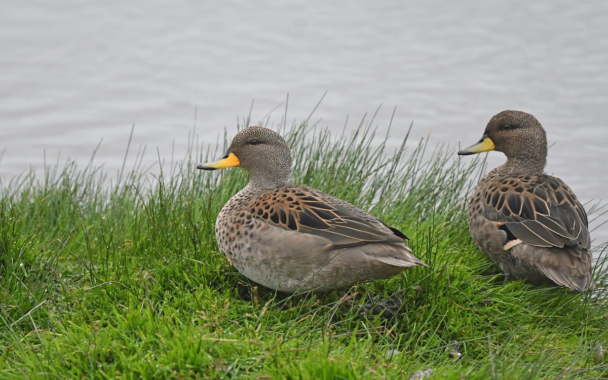 Yellow-billed Teal - ML617225093