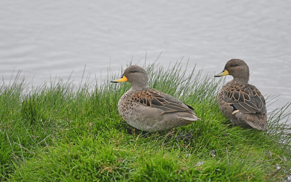 Yellow-billed Teal - Christoph Moning