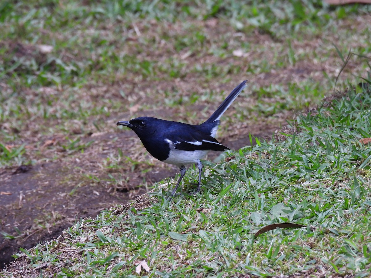 Oriental Magpie-Robin - Inuka Abayaratna