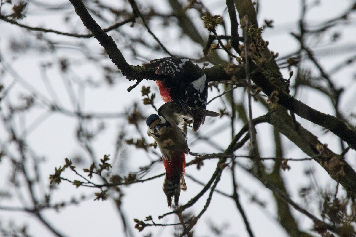 Great Spotted Woodpecker - ML617225232
