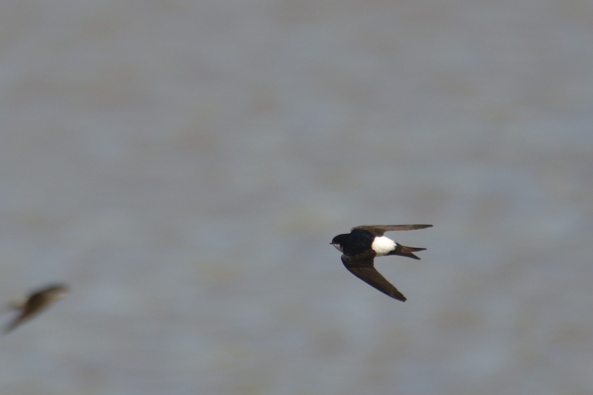 Western House-Martin - ML617225241