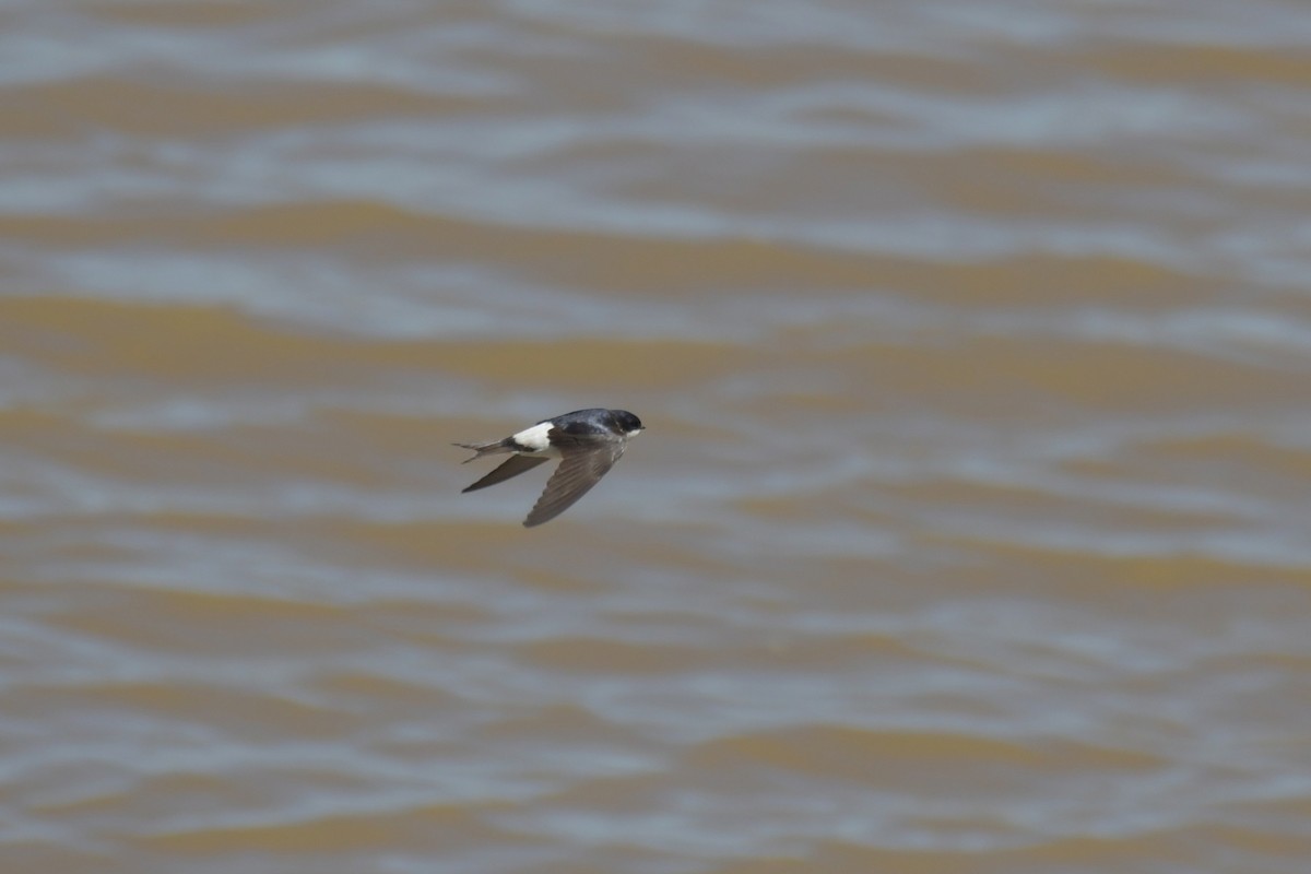 Western House-Martin - ML617225242