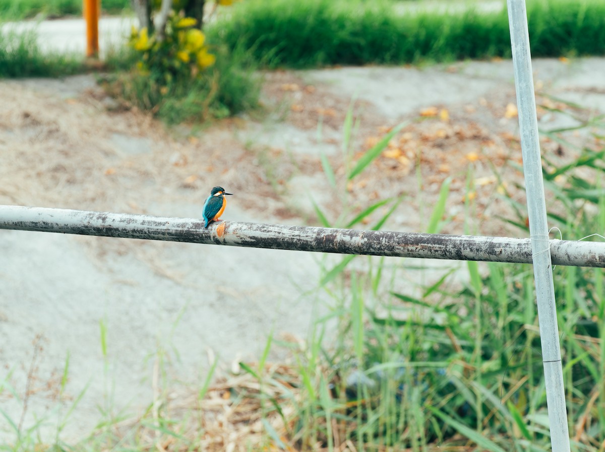 Common Kingfisher - Alan Chan