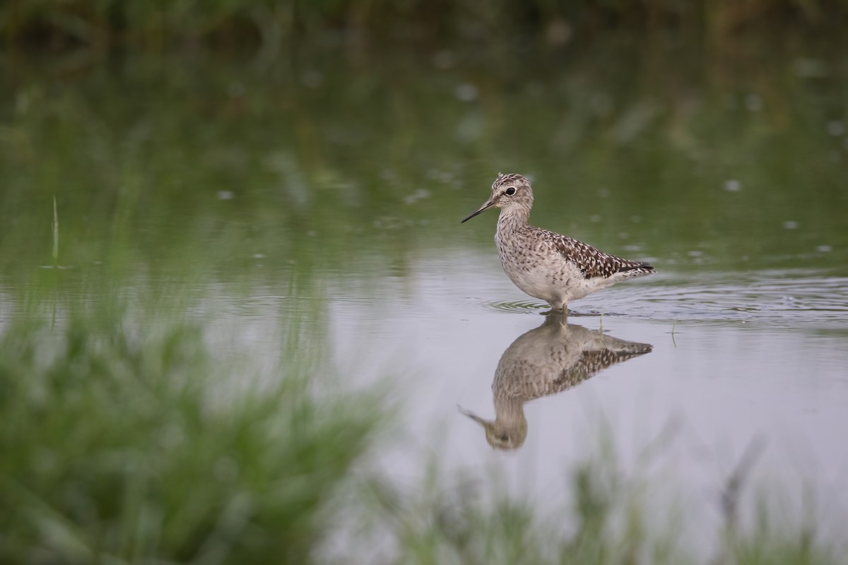 Bruchwasserläufer - ML617225325