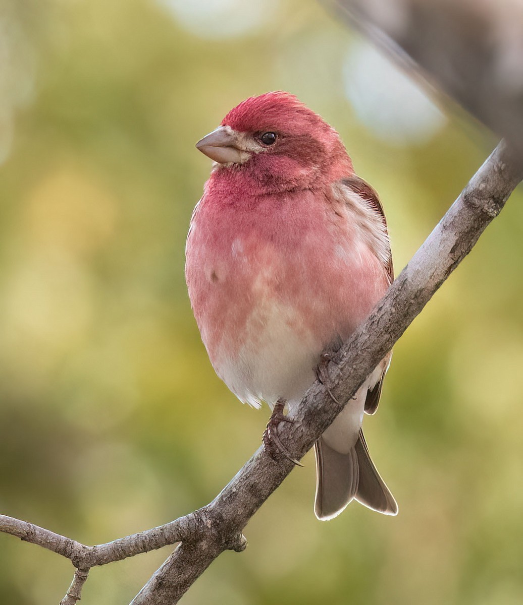 Purple Finch - ML617225330