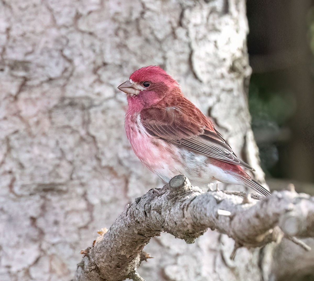 Purple Finch - ML617225331