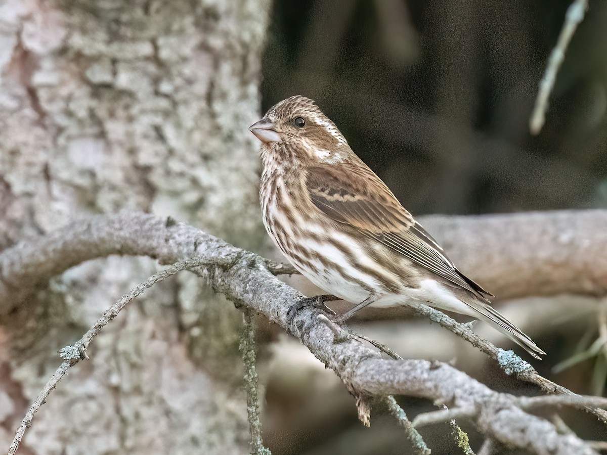 Purple Finch - ML617225332