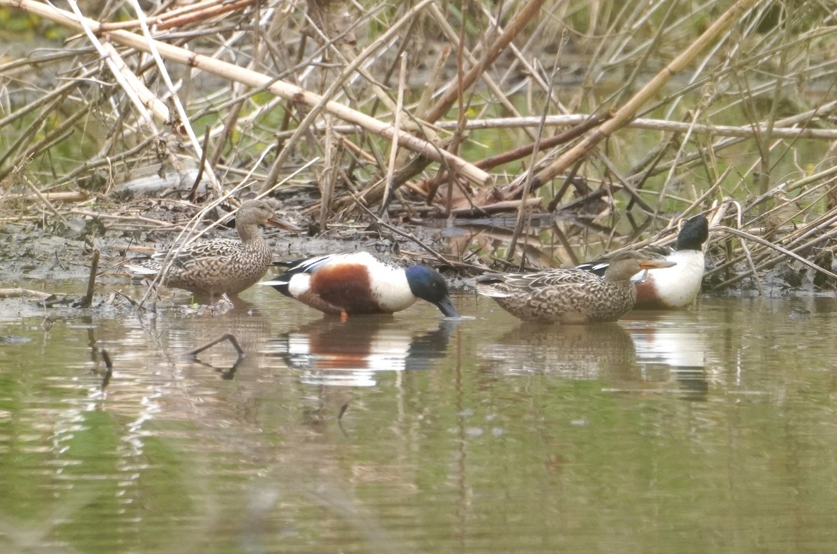 Northern Shoveler - ML617225348