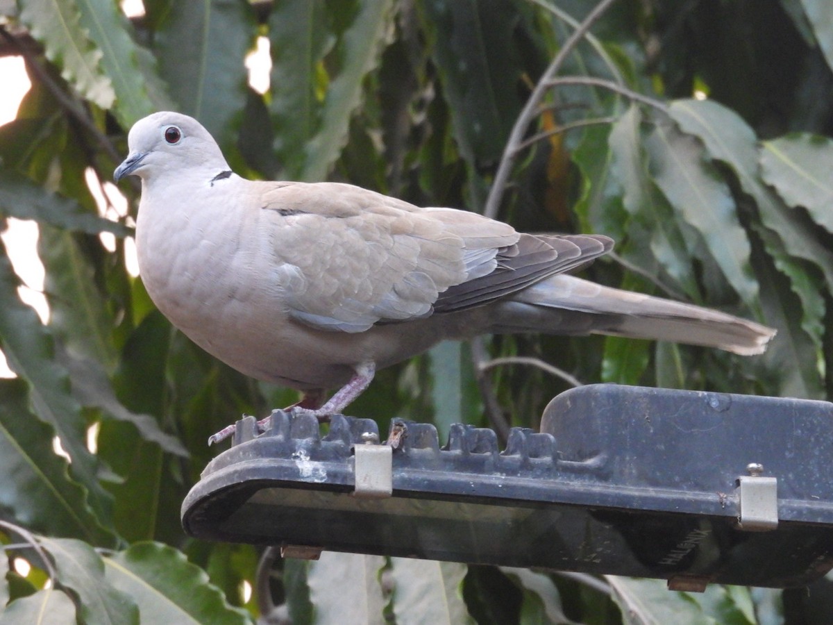 Eurasian Collared-Dove - ML617225357