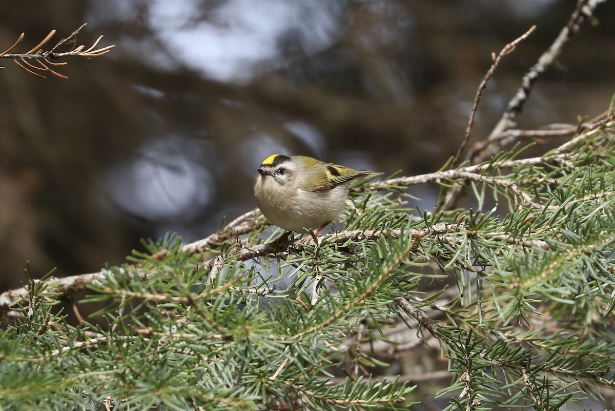 Golden-crowned Kinglet - ML617225358