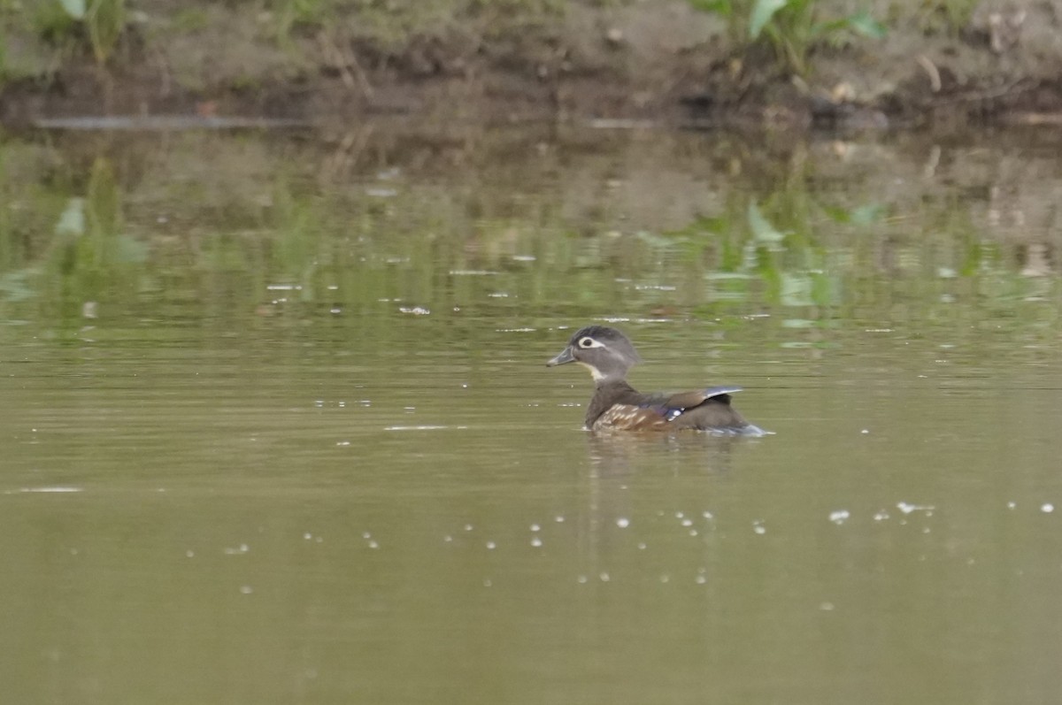 Wood Duck - ML617225362