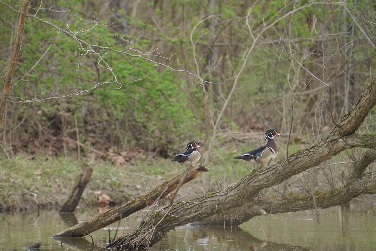 Wood Duck - ML617225363