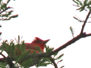 Summer Tanager - ML617225422