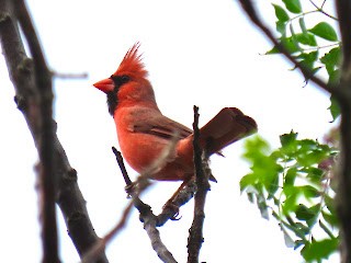 Northern Cardinal - ML617225426