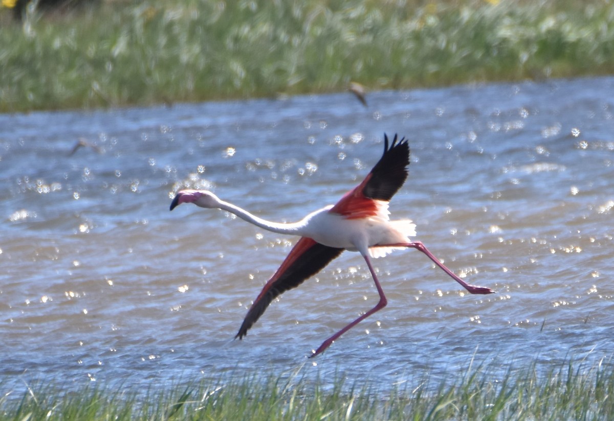 Greater Flamingo - ML617225439