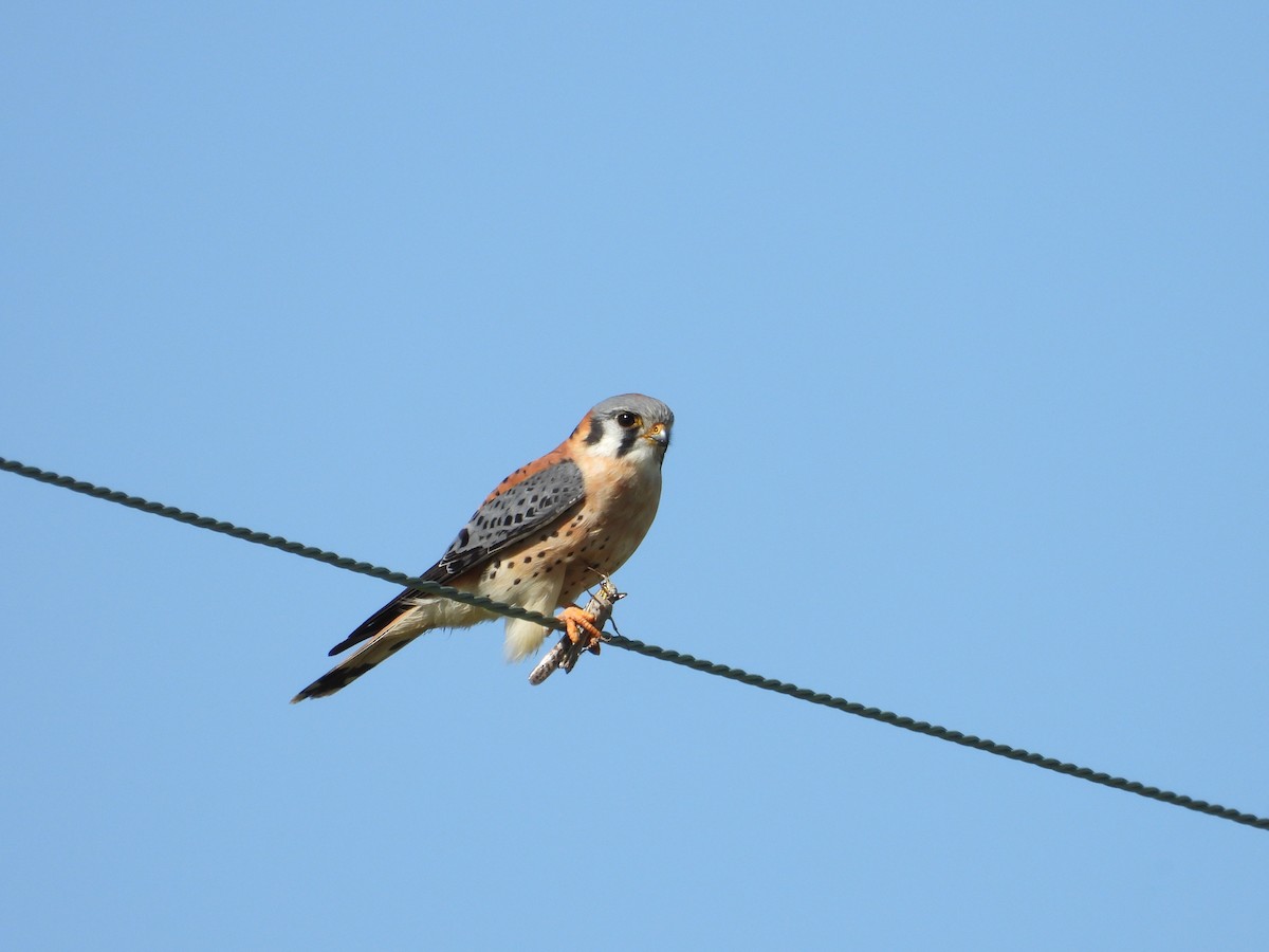 American Kestrel - ML617225490