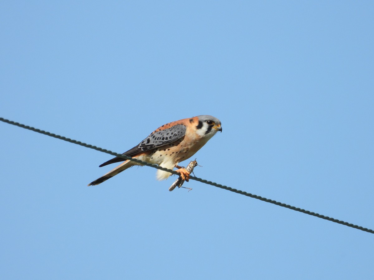 American Kestrel - ML617225504