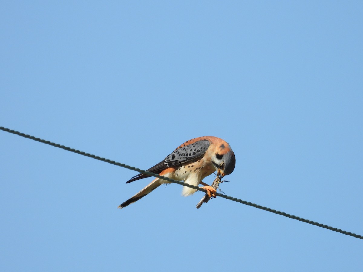 American Kestrel - ML617225509