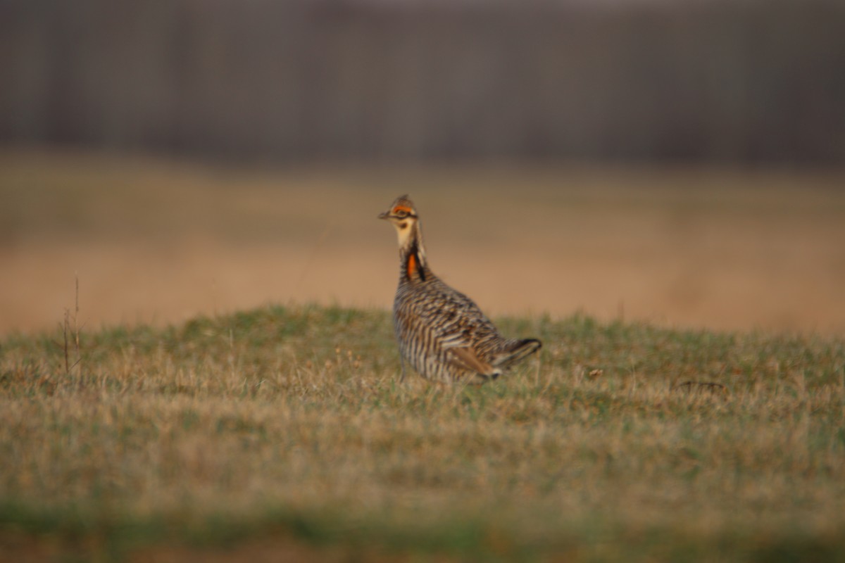 Greater Prairie-Chicken - Ryan Giordanelli