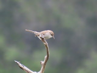 Bewick's Wren - diana beatty