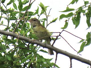 Braunaugenvireo - ML617225621