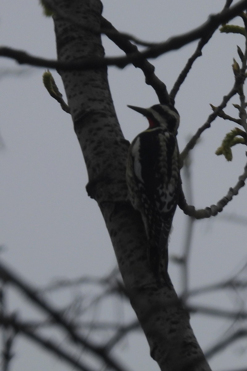 Yellow-bellied Sapsucker - ML617225640